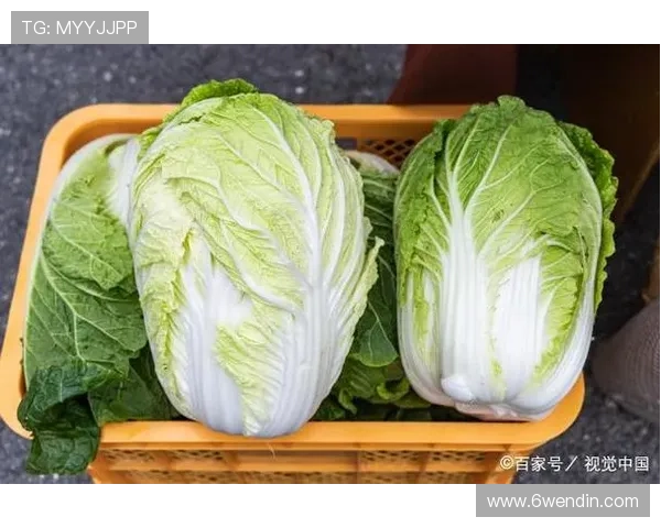 最新白菜网白菜报价,助您轻松选购新鲜蔬菜 最新白菜网白菜报价,助您轻松选购新鲜蔬菜